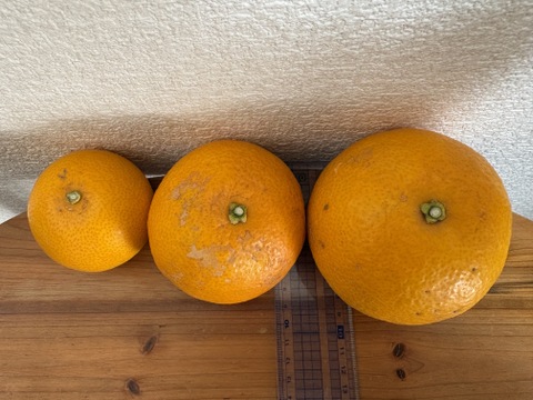 香り華やか　はっさく　箱込み５kg 2級品　家庭用　無選別　和歌山県産