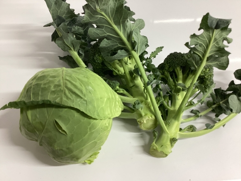 野菜箱80サイズにキャベツ１ブロッコリ２とネギ2kgくらい