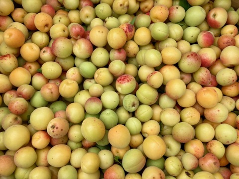 熟小梅　織姫　自然栽培　農薬・除草剤、化学・動物性肥料不使用　約２ｋｇ　一度は漬けてみたい小梅の梅干しに最適！★数量限定★