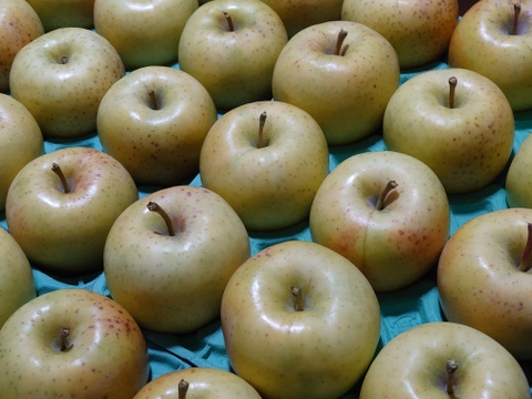 《訳あり！》星の金貨　約3kg（12個）青森県産りんご　家庭用