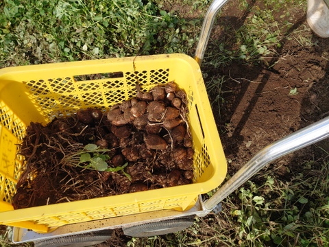 旬の新鮮掘り立て里芋(2kg)30〜35玉
赤目、白目混合(限定2個)