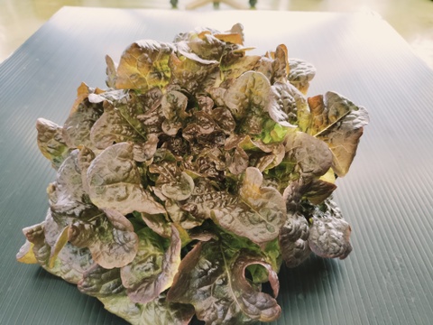 美味しいリーフレタス類などがメインの葉物野菜詰め合わせ　農薬、化学肥料不使用　80サイズ一箱