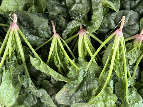 (10束)えぐみなし！[信州産]ふわふわ春の露地ちぢみほうれん草