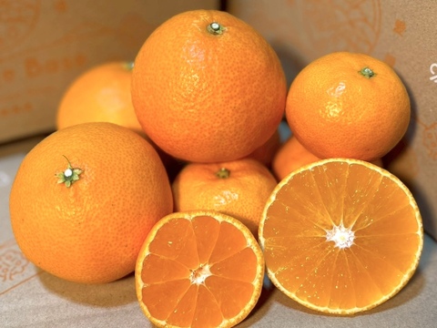 【贅沢食べ比べセット】暁みかん×まどんな【ゲン担ぎ福袋】