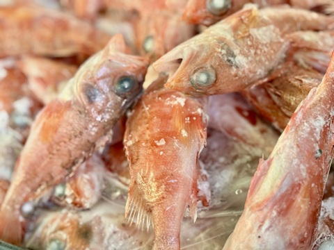 【バラ凍結】欲しい分だけ解凍OK！夢カサゴ1kg