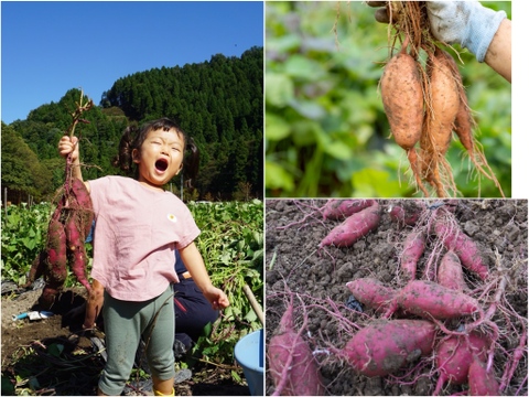 【ひとくちサイズ】紅はるかと安納芋（２Ｓ~Ｓ）８kgセット！栽培期間中農薬不使用の「さつまいも」