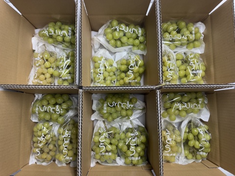 この価格は1箱限定です訳ありシャインマスカット 10パック入り送料無料 数量限定お試し価格】シャインマスカットご家庭用(訳あり品