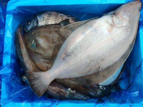 箱いっぱい！深浦の天然鮮魚セット（80サイズ）【母の日ギフト】などにもどうぞ！