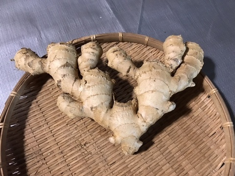 珊瑚生姜(200g)