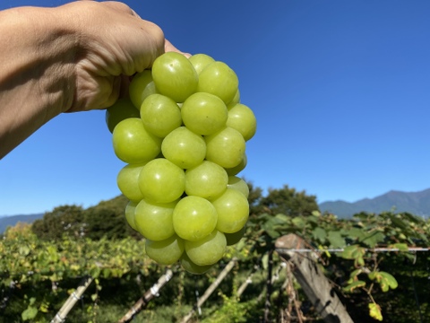 【朝どれ】【9月下旬からお届け:1kg以上！】ブドウ＊マスカサーティーン 1kg箱