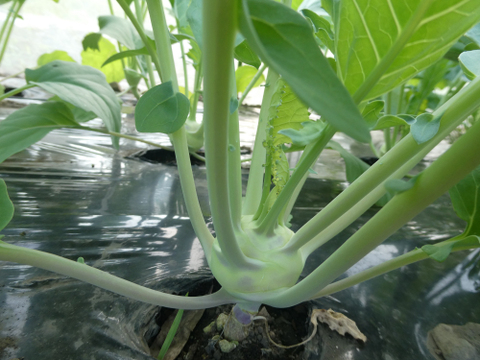 一人暮らしの方に・季節の野菜セット５～７品（Ｓサイズ・1～1.5kg前後）【お試しサイズ】