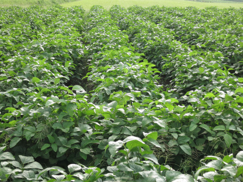 【終盤】能勢産●丹波黒枝豆500g●さやのみ