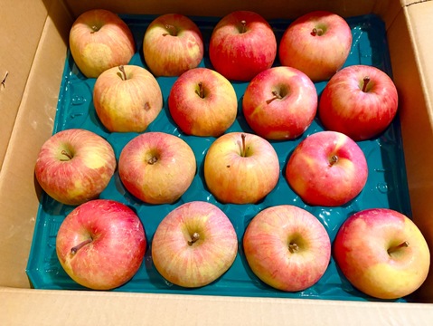 すぐ発送！農薬半減栽培葉取らず樹上完熟サンふじ5k16-23家庭用訳あり　蜜入りもあり❣️　りんご