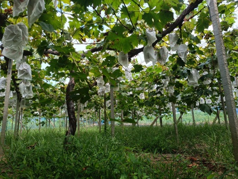 岡山県産ピオーネ粒1kg(500g×2)