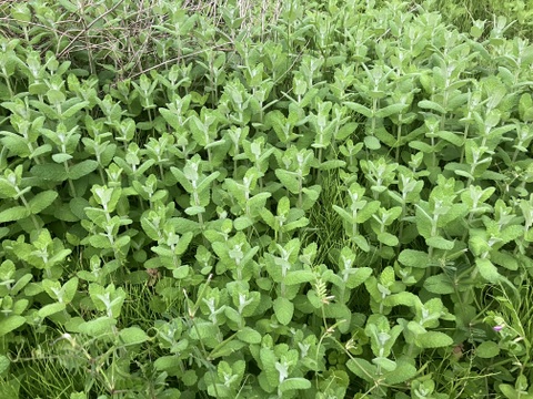 フルーティー♪ 自然栽培アップルミント（フレッシュ100g）