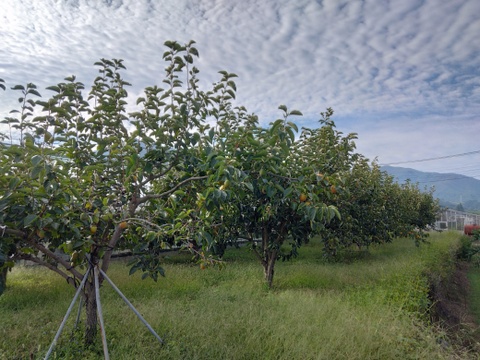 甲州百目（干し柿用渋柿）ご家庭用4ｋｇ(12～16個）