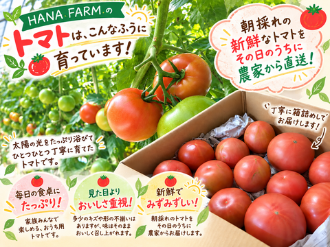先行予約】HANA FARMのおうちトマト｜熊本県八代産・見た目だけ訳あり