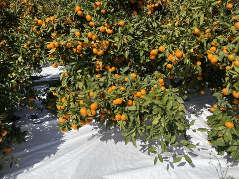 [発送開始！愛媛県産]みかん　家庭用 5kg