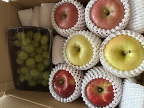 数量限定です！
シャインマスカット&旬の３種詰め合わせ
トキ▪︎ほのか▪︎紅玉　　各２玉♪