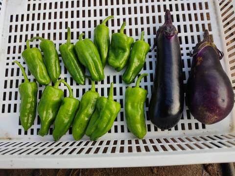✨カボチャ約1.5㎏と旬のお野菜セット✨