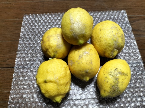 【訳あり】広島県産「これが夏レモン」《約18〜20個入》4kg以上