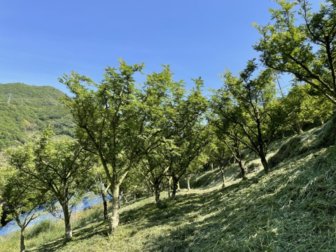 入手困難】雌花 マルホ農園花山椒🌿50g ＋木の芽付き：和歌山県