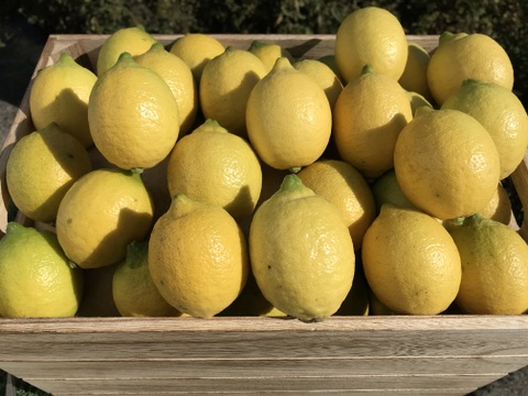 【果皮も安心】やさしい黒潮檸檬 4.5kg　節減対象農薬：当地比約75％減