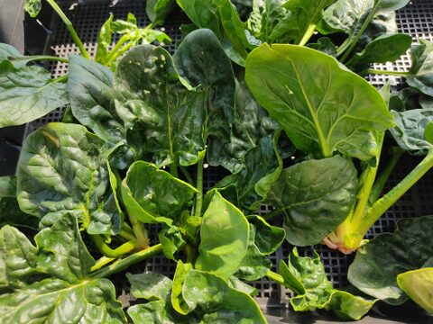 ✨農薬・化成肥料不使用の珍しい野菜フダンソウ300g+ほうれん草500g✨