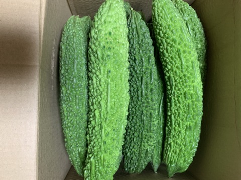 ゴーヤ　5キロ　宮崎県産