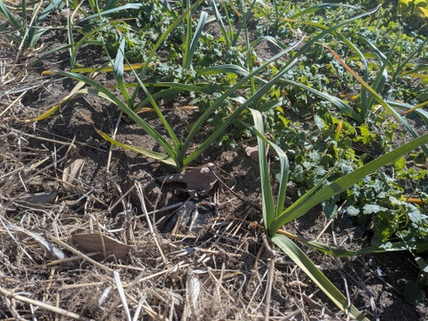 ☆自然栽培80サイズ☆【2-3人前】（7~8品）季節折々の野菜Sセット【群馬県高崎産】