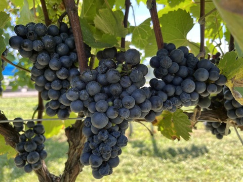 【冬ギフト】ワイン用ぶどうで作ったジュース　赤2品種各1本　飲み比べセット　720ml✖️2本