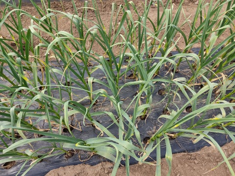 ✨希少！国産ニンニクの芽　約300g✨採れたて直送｜やわらかく甘い春のごちそう🥬農薬・化成肥料不使用✨