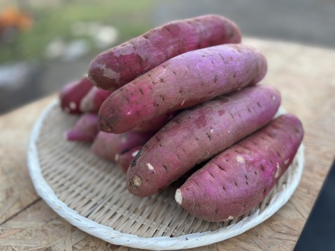 濃蜜！熟成べにはるか　5kg