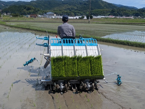 【お試し】緑肥栽培のお米　夢つくし　福岡産　1.5kg　8年産