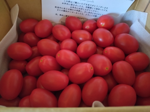 ★野菜ソムリエサミット2025金賞受賞商品★高糖度！【マスカットのようなフルーツトマト】ママ姉妹が作る〝美甘トマト〟　1キロ
