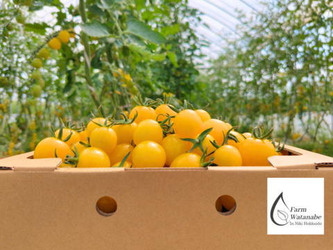 北海道仁木町産//高糖度ミニトマト【新品種//エコスイートレモン&エコスイートのMIX】1.2kg 栽培期間中農薬、化学肥料不使用、除草剤不使用