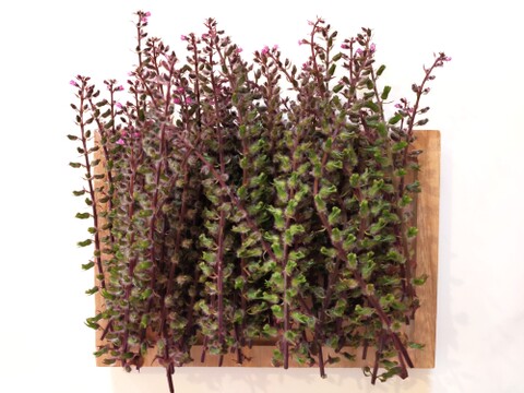 【プチっと香】青森産 3種のシソの実セット（赤・青・片面）