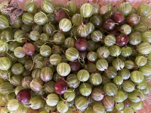 グーズベリー約1キロ  商品ID43066 グースベリー グーズベリー すぐり 7月 予約 幻