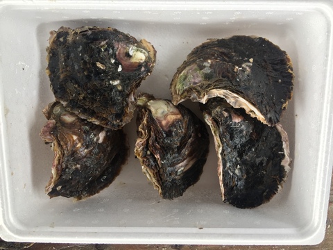 夏の味覚！的矢産岩牡蠣 Lサイズ５個入 冷やして生でのどごし最高！！