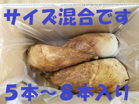 京都　山城　朝掘り　筍　４kg  　サイズ混合