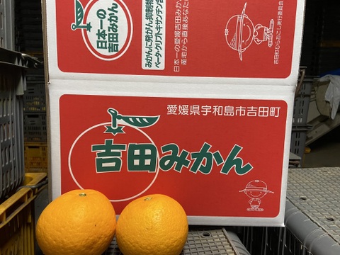 さわやかな甘酸っぱさとほろ苦さ。【精品】サンフルーツ（５ｋｇ）サンプル糖度１２度