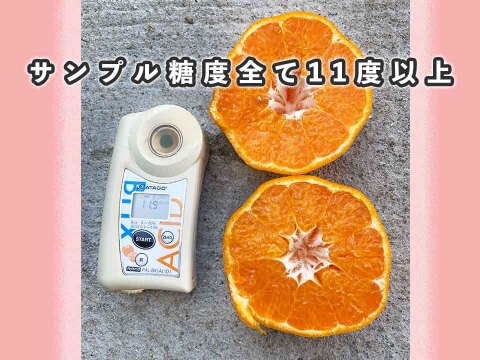 【愛媛県中島産】プチプチ食感！はるみみかん！サイズ混合5kg