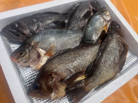 【青森県直送】お試し鮮魚ＢＯＸ　約1キロ