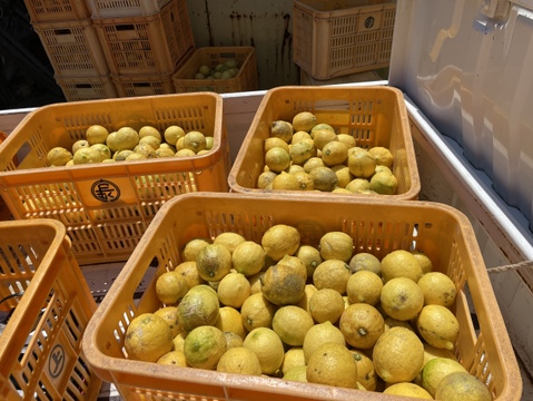 【広島大長レモン】1キロ無選別