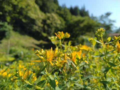下向きがちな気分をサポート！すっきりとした味のセントジョーンズワートティー10ｇ