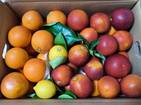 【三ヶ日産】ブラッドオレンジ   約5kg