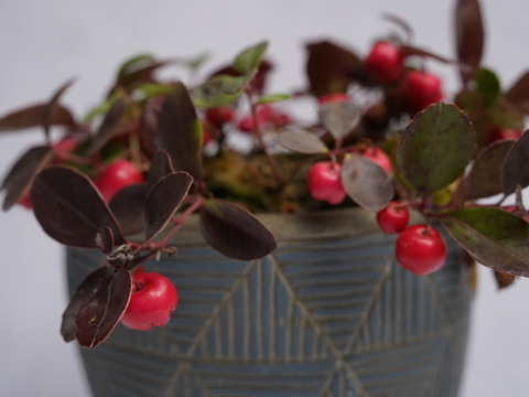 ミニ盆栽【チェッカーベリー × 青白縞陶器】高さ約18cm×横約16cm【朝市限定】