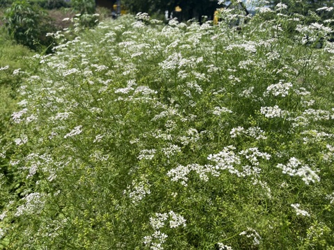 今しかない貴重な緑の宝石『フレッシュコリアンダーシード』枝付き１５０g×２