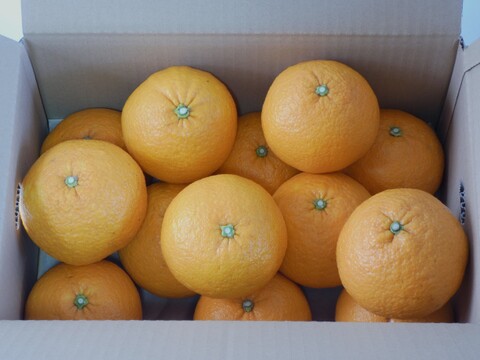 栽培期間中農薬不使用　甘夏５ｋｇ　M玉中心