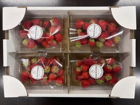 【不揃い･スターナイト】宮城蔵王産 いちご 250ｇ×4ｐ